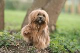 LHASSA APSO 214
